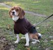 Fashion Plush Cotton Pet Hoodie Hooded Sweater - Small