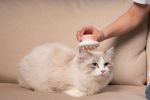 Pet Life 'Scwubba' Handheld Bathing Brushing and Massaging Soft Flexible Grooming Pet Comb - Pink